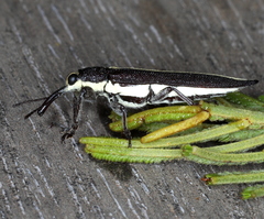 Rhinotia suturalis