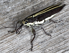 Rhinotia suturalis