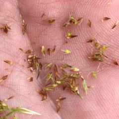 Rhynchospora microcephala