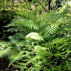 Cyathea cooperi