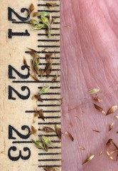 Rhynchospora microcephala