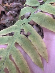Woodwardia areolata