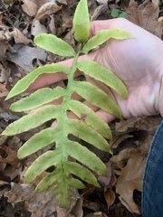 Woodwardia areolata