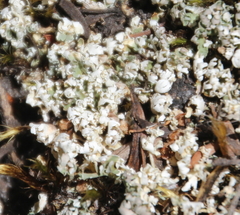 Notocladonia
