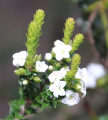 Epacris pauciflora