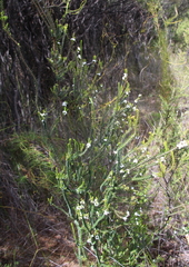 Epacris pauciflora