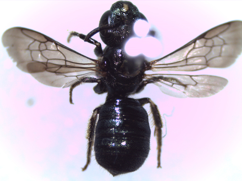 Representative image of Ceratina dentiventris