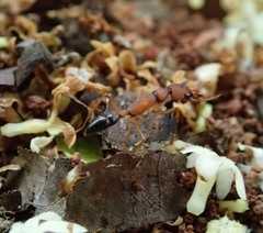 Harpegnathos saltator