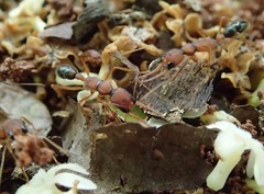 Harpegnathos saltator