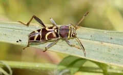 Neoclytus mucronatus
