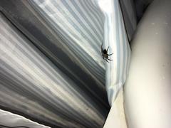 Scotophaeus scutulatus