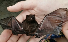 Artibeus fraterculus