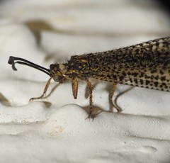 Brachynemurus mexicanus