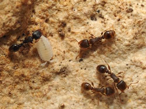 Photo of Ant Woodlouse (Platyarthrus hoffmannseggii)
