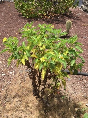 Lecocarpus darwinii