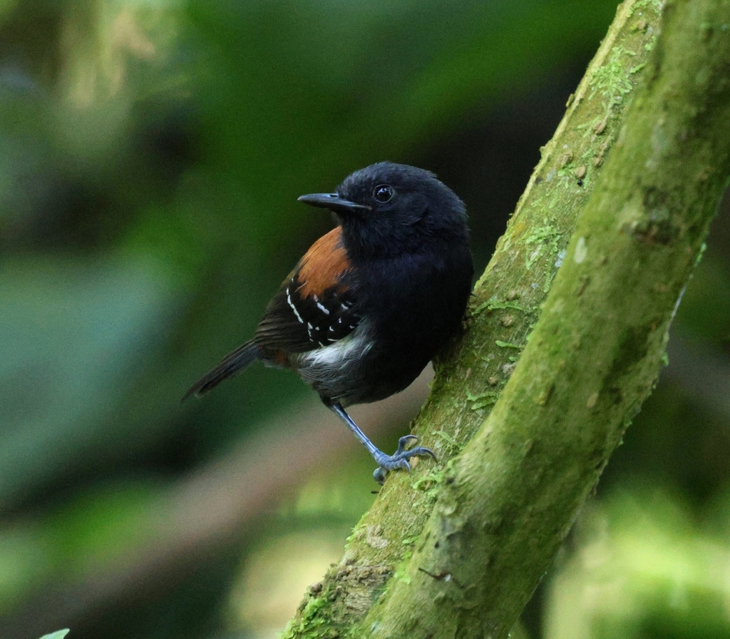 Black-hooded Antwren