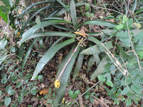 Aechmea comata (Aechmea comata)