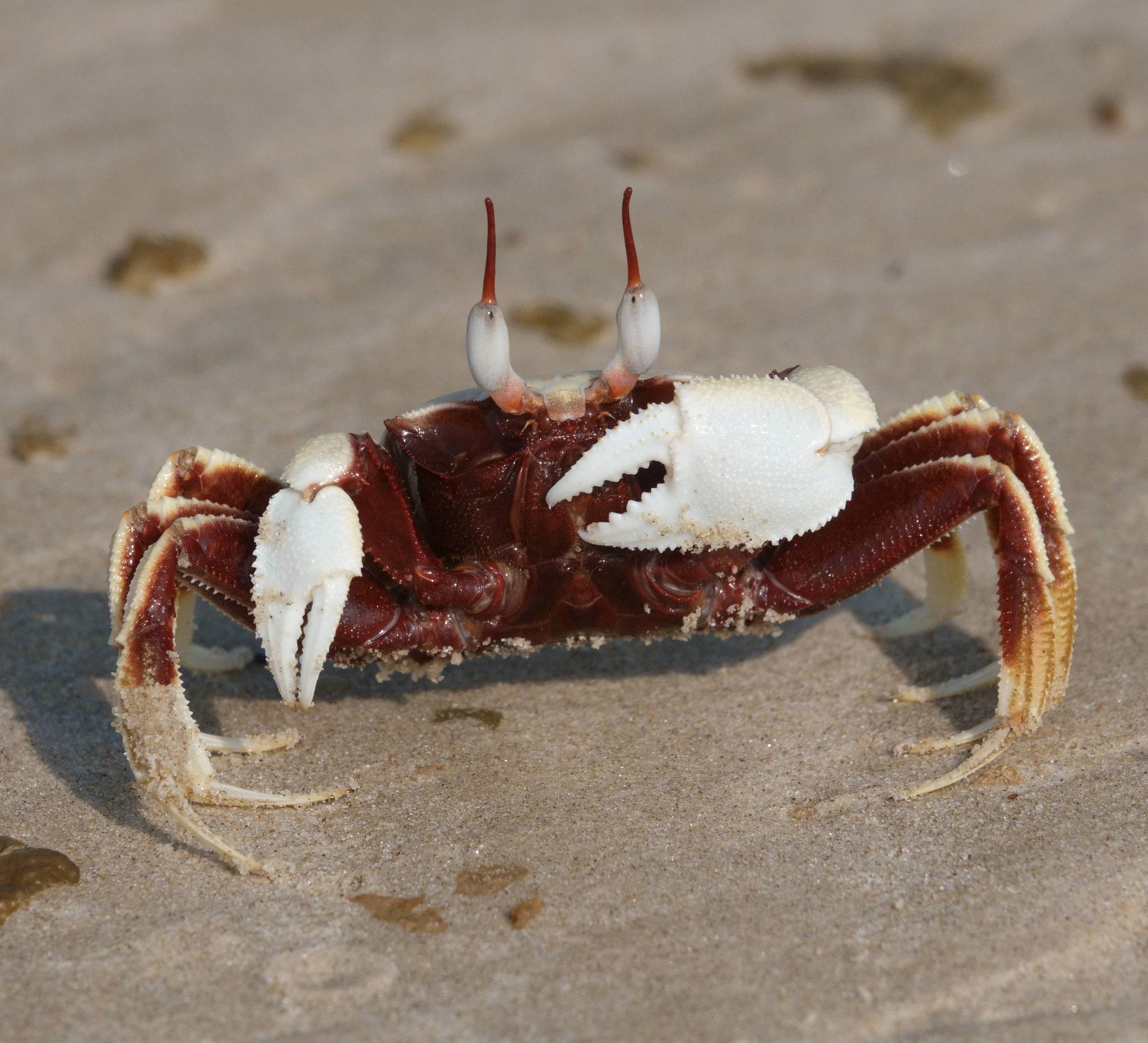 Horn-eyed Ghost Crab - Ocypode ceratophthalma