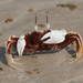 Horned Ghost Crab - Photo (c) wingspanner, some rights reserved (CC BY-NC), uploaded by wingspanner