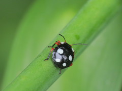 Chinavia erythrocnemis