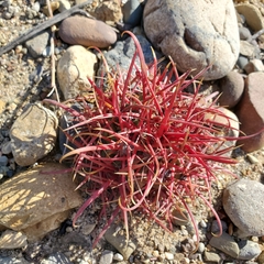 Ferocactus gracilis gracilis