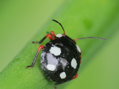 Chinavia erythrocnemis