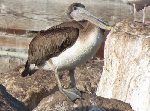 Brown Pelican, photo 7 of 9