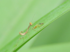 Mantidae