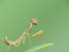 Mantidae