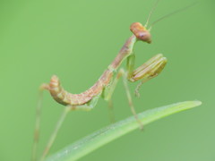 Mantidae