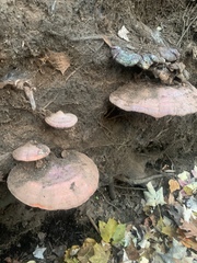 Ganoderma curtisii