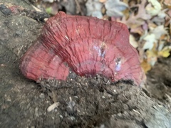 Ganoderma curtisii