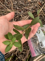 (c) James Hardee, some rights reserved (CC BY) Ludwigia pilosa, photograph (c) James Hardee, some rights reserved (CC BY)