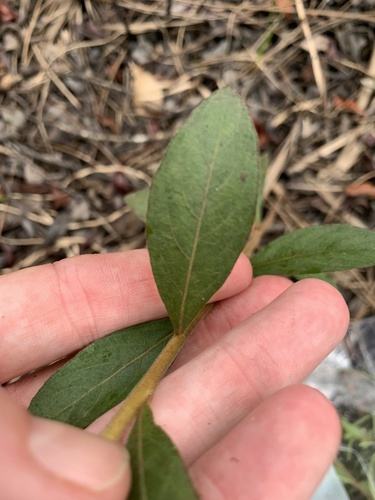Ludwigia pilosa, photograph 3