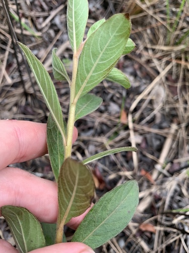 Ludwigia pilosa, photograph 4