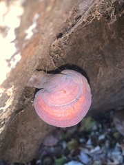 Ganoderma curtisii