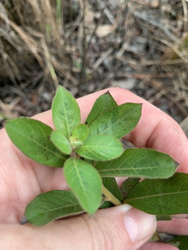 Ludwigia pilosa, photograph 5