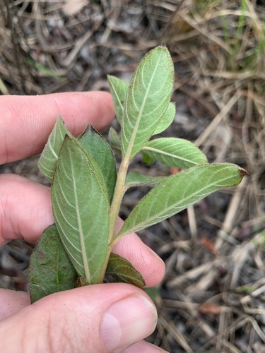 Ludwigia pilosa, photograph 6