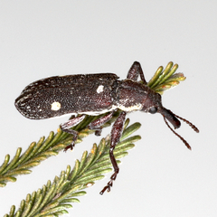 Rhinotia bimaculata