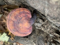 Ganoderma curtisii