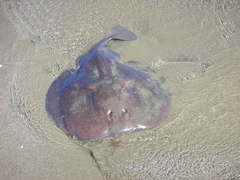 Electric Ray photo 3