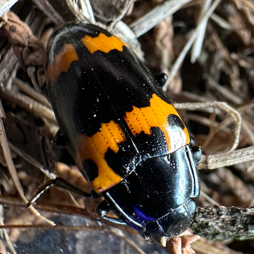 Red-banded Fungus Beetle photo 6