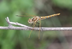Sympetrum corruptum