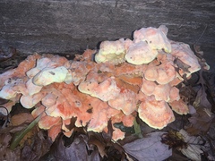 Laetiporus sulphureus