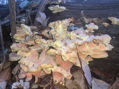 Laetiporus sulphureus
