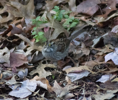 Zonotrichia albicollis