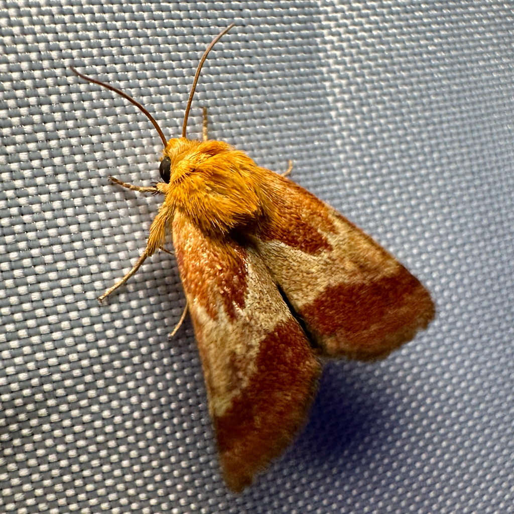 Schinia varix