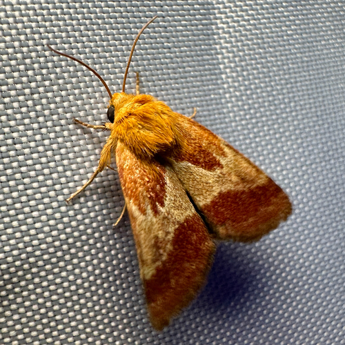 Schinia varix