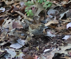 Zonotrichia albicollis