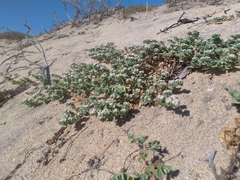 Euphorbia leucophylla